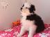 PoulaTo: Βασιλιάς Charles Cavalier Pups